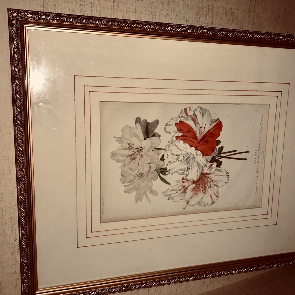 Antique Hand Colored Botanical Print Azaleas - Picture 10 of 15